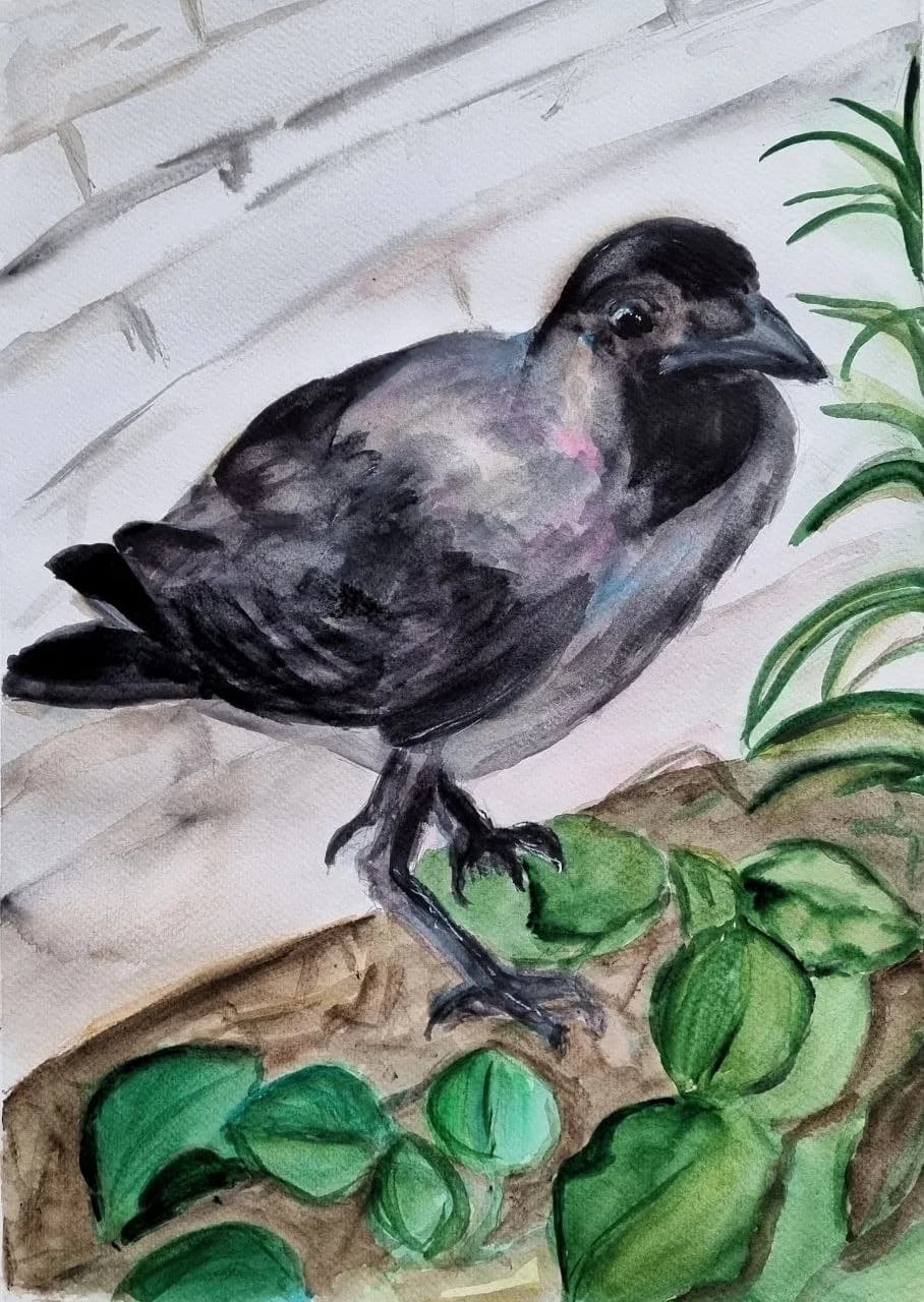The crow in TLV