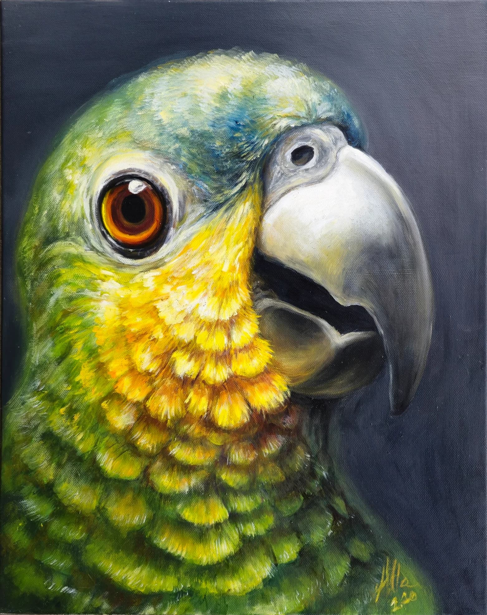 Amazon Parrot Coco – Vibrant and Expressive