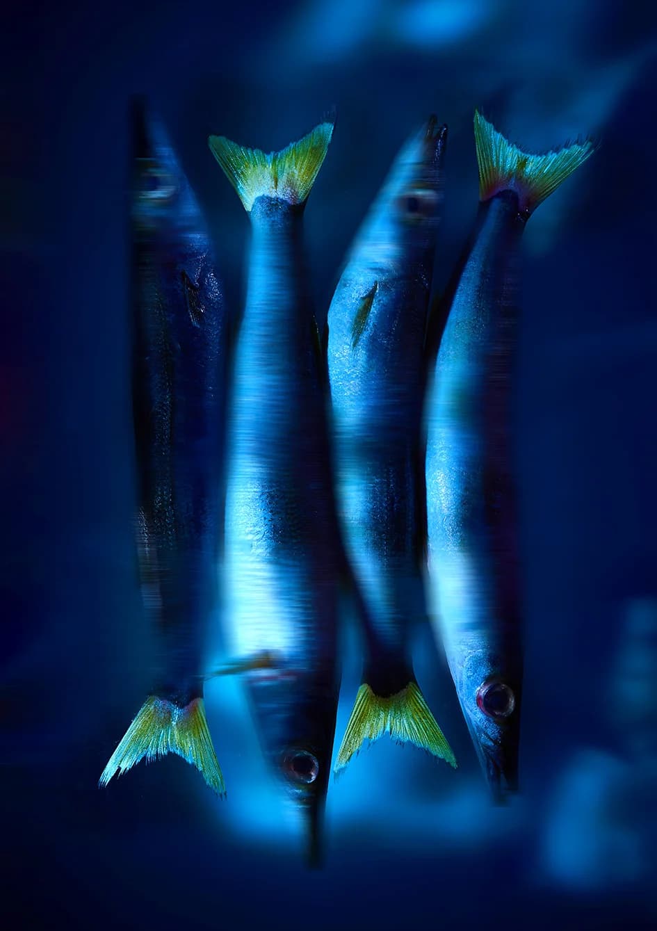 Pisces