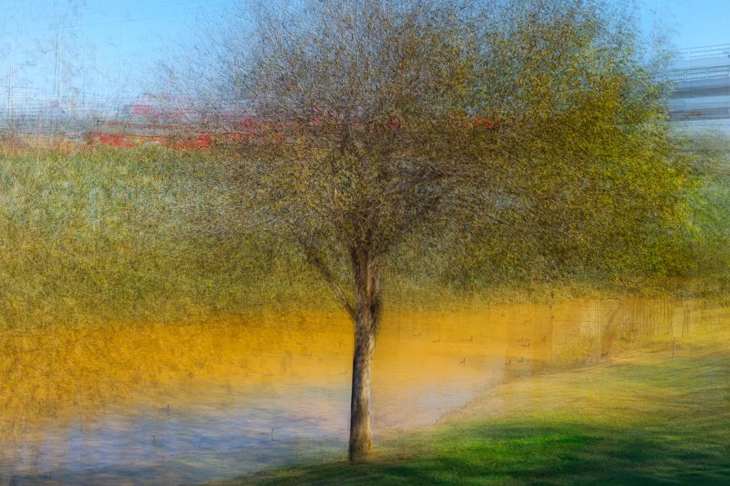 A tree by the Lachish River