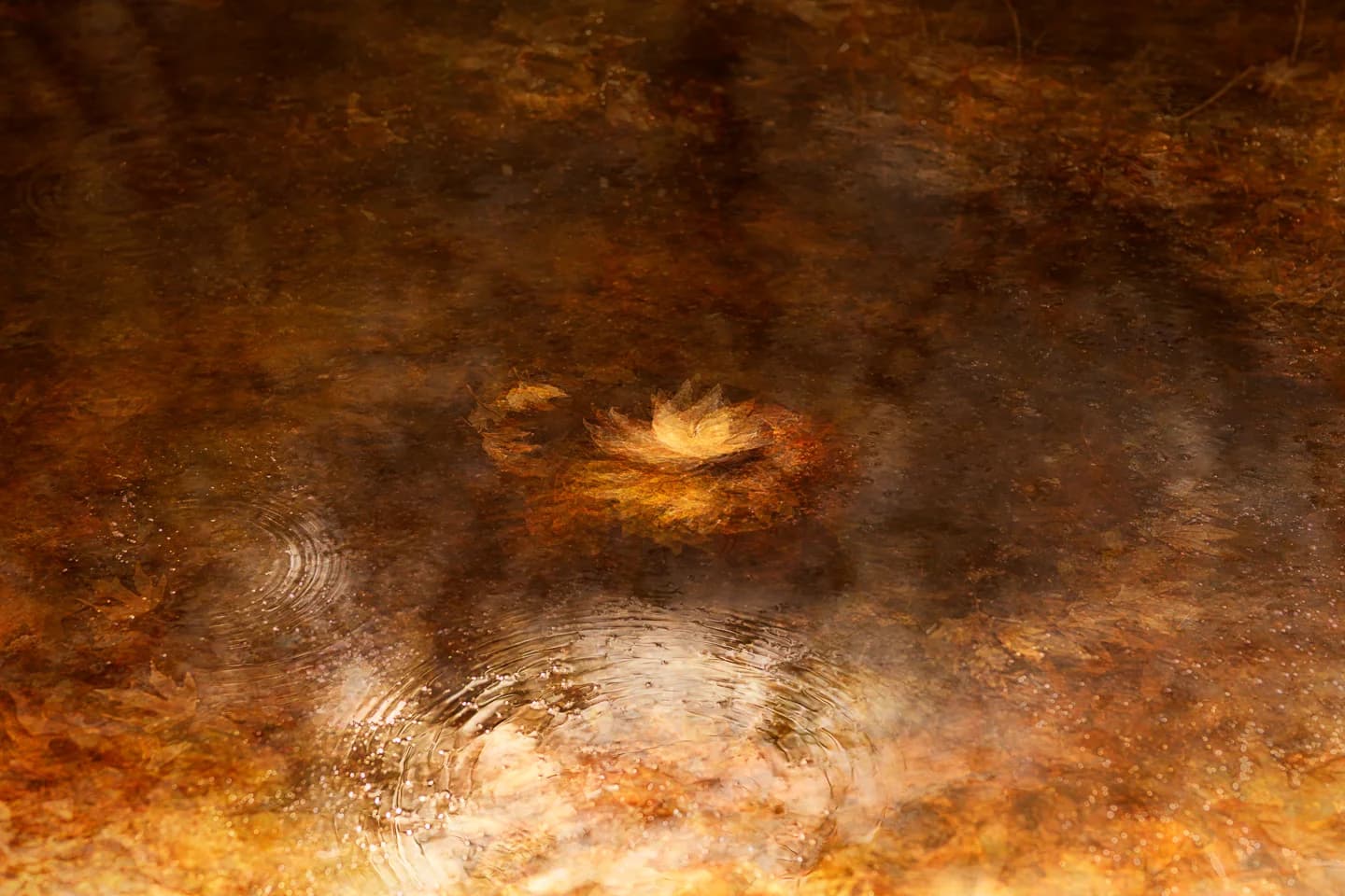 The Floating leaf