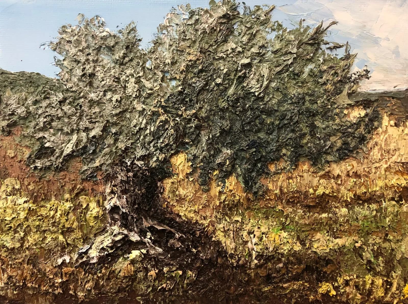 Anciennt olive tree