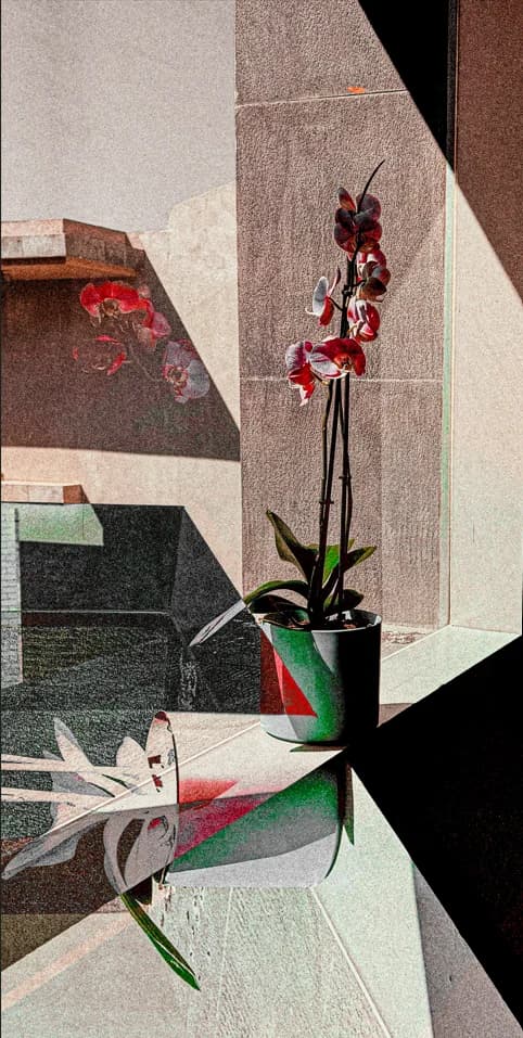 ORCHID