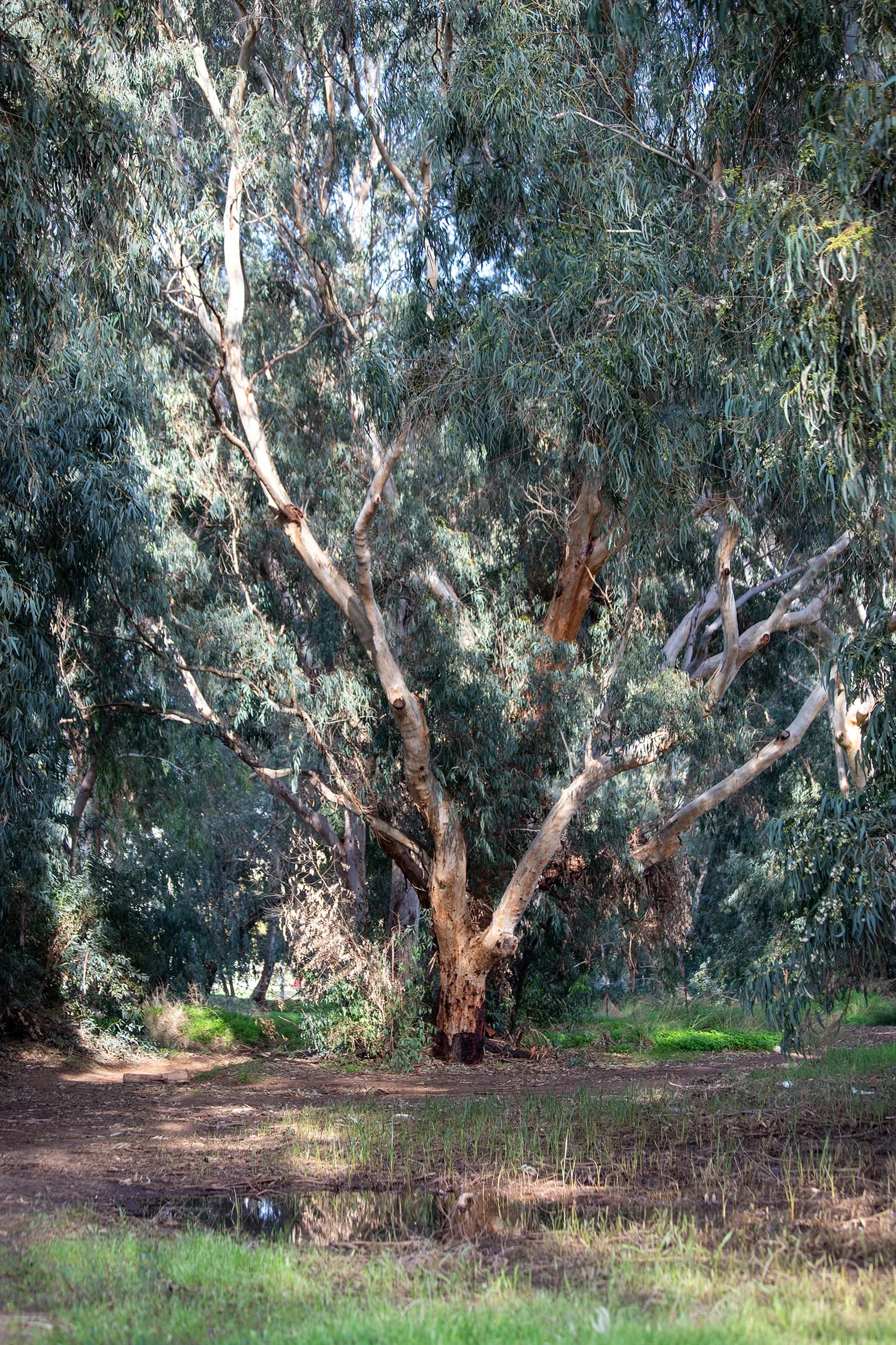 קסם של טבע