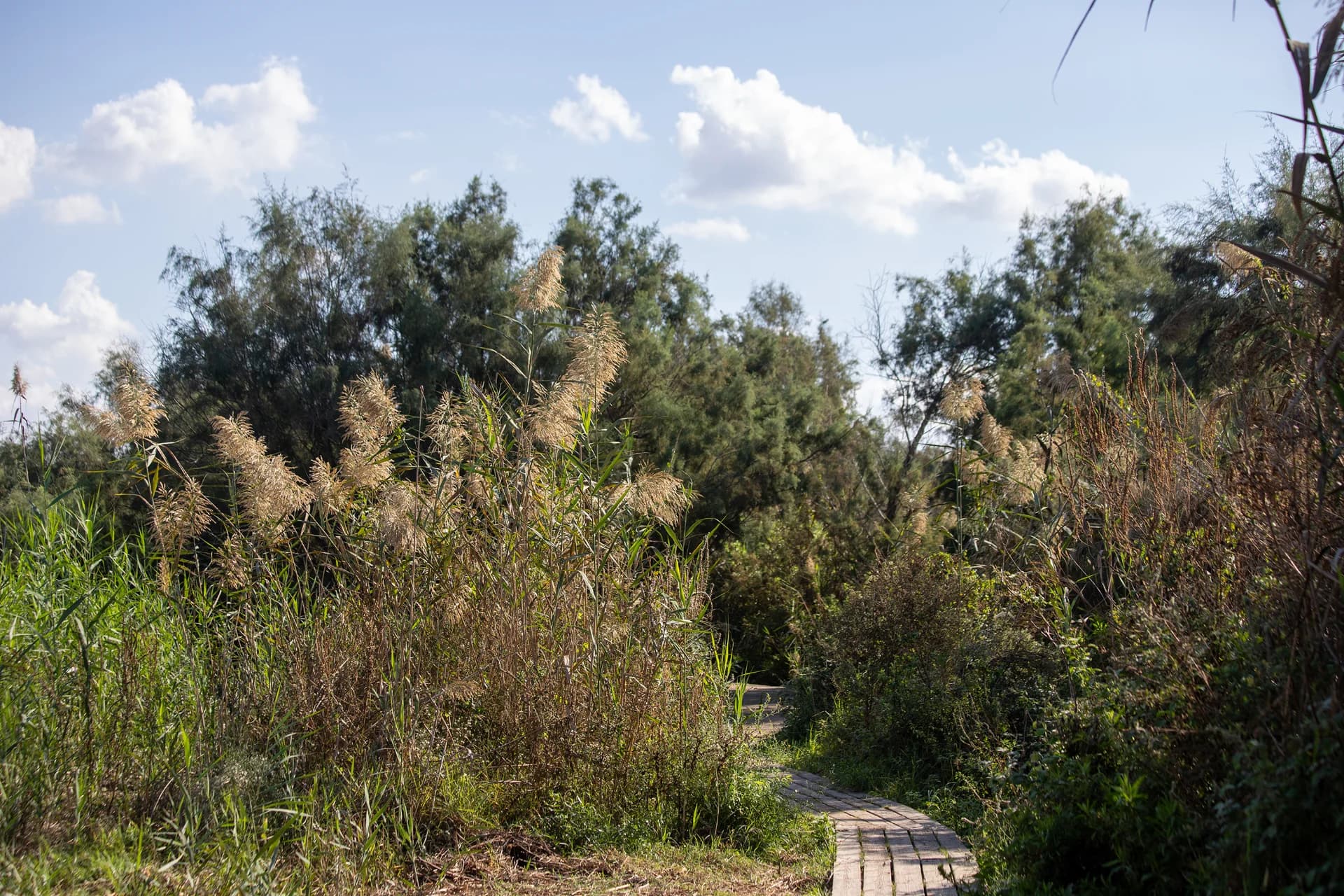 נתיב בלב השמורה