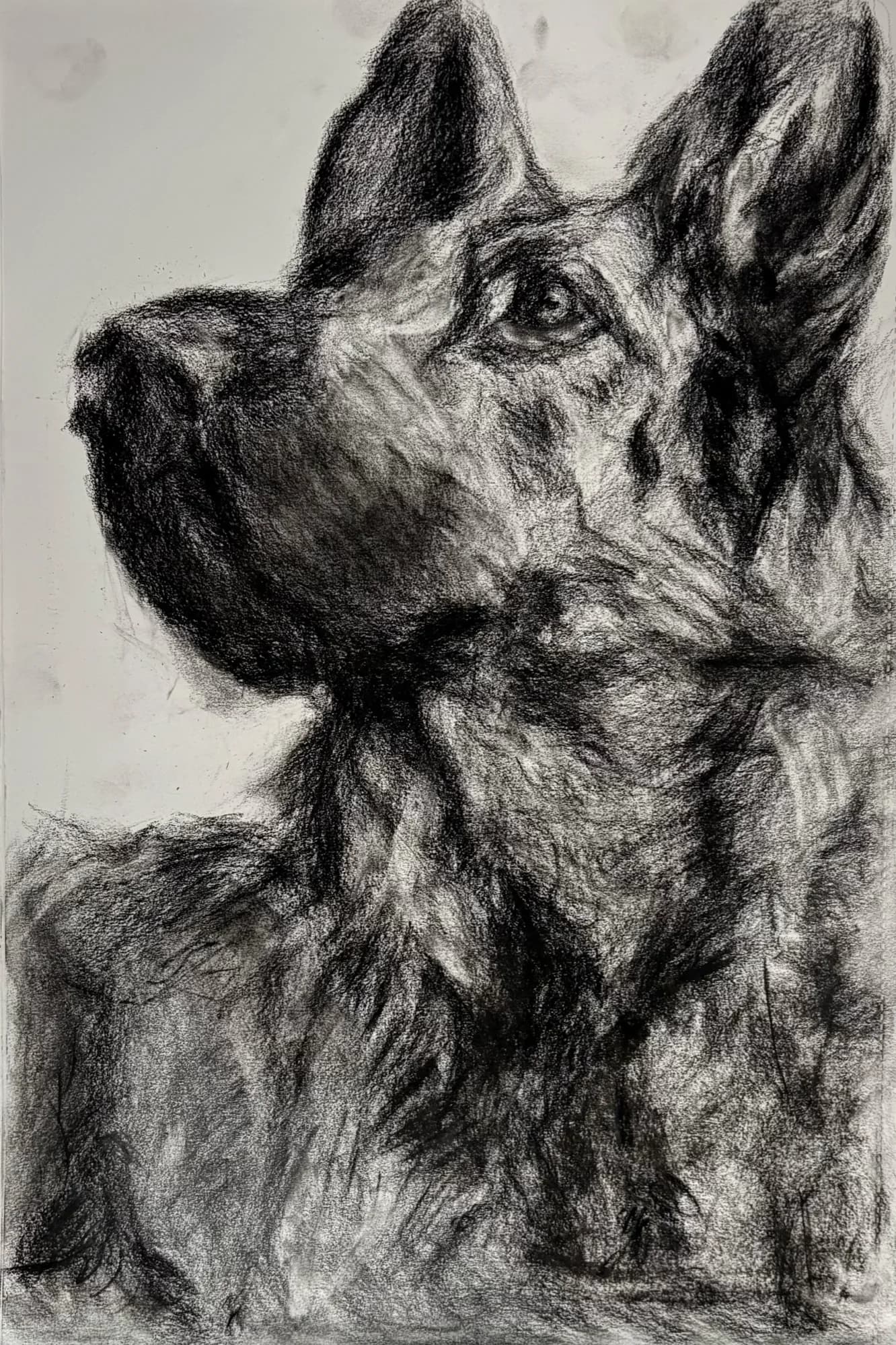 Man's Best Friend