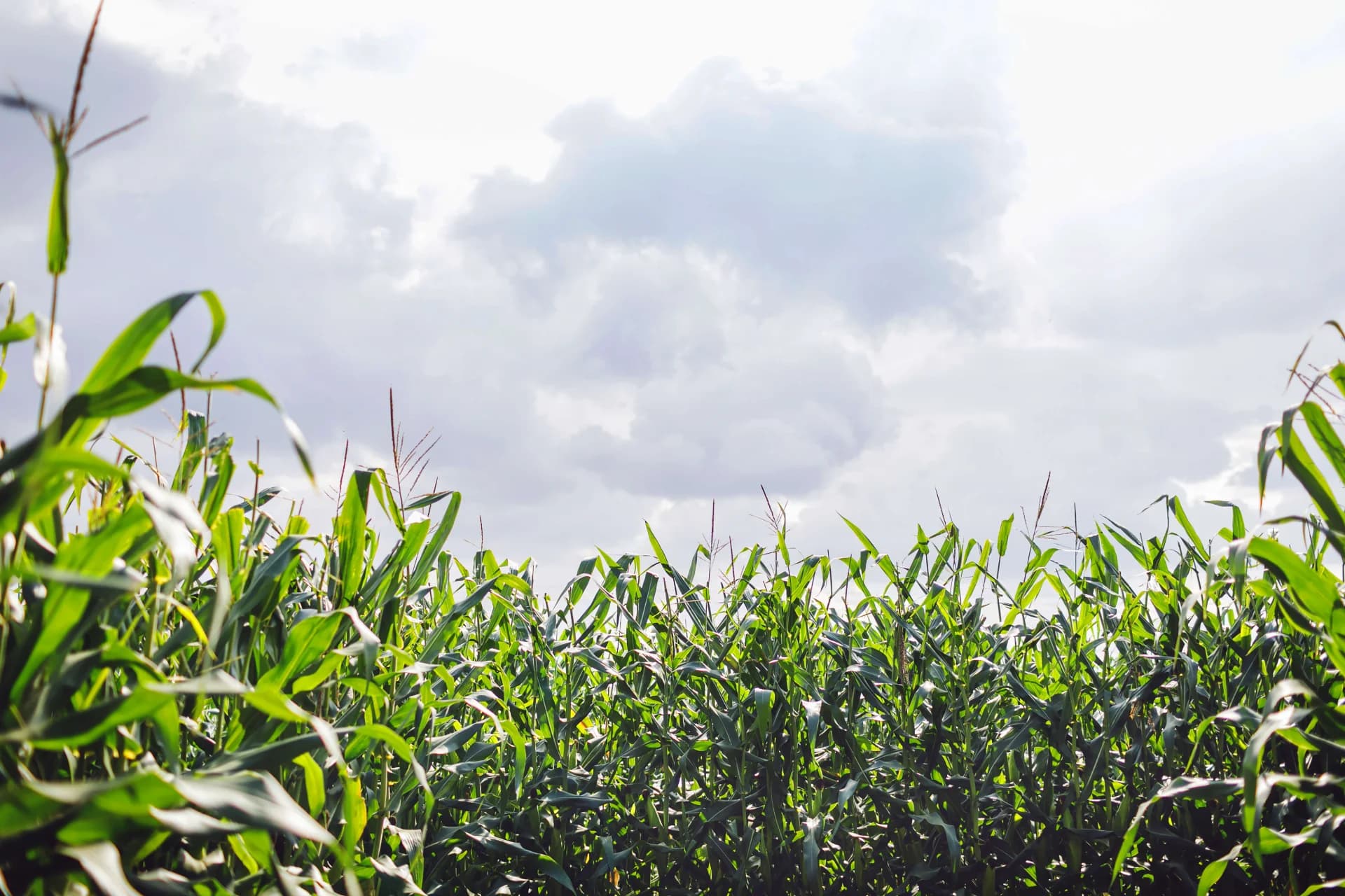 Corn Field
