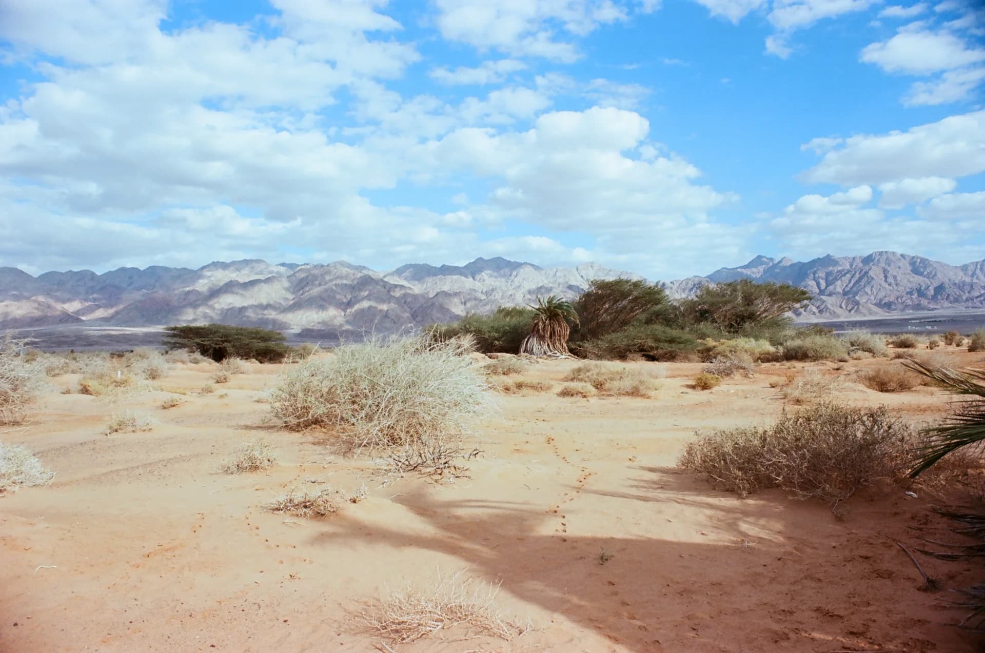Life after ecological disaster