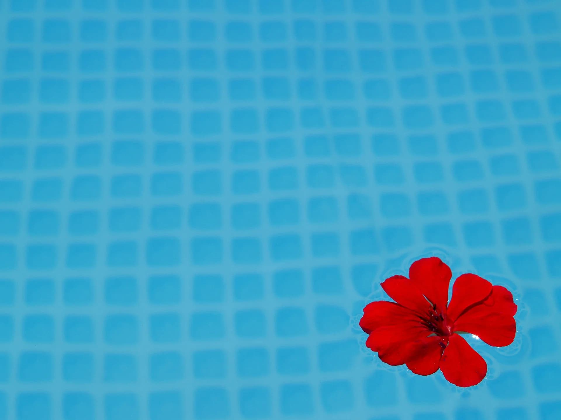 Crimson Bloom Afloat