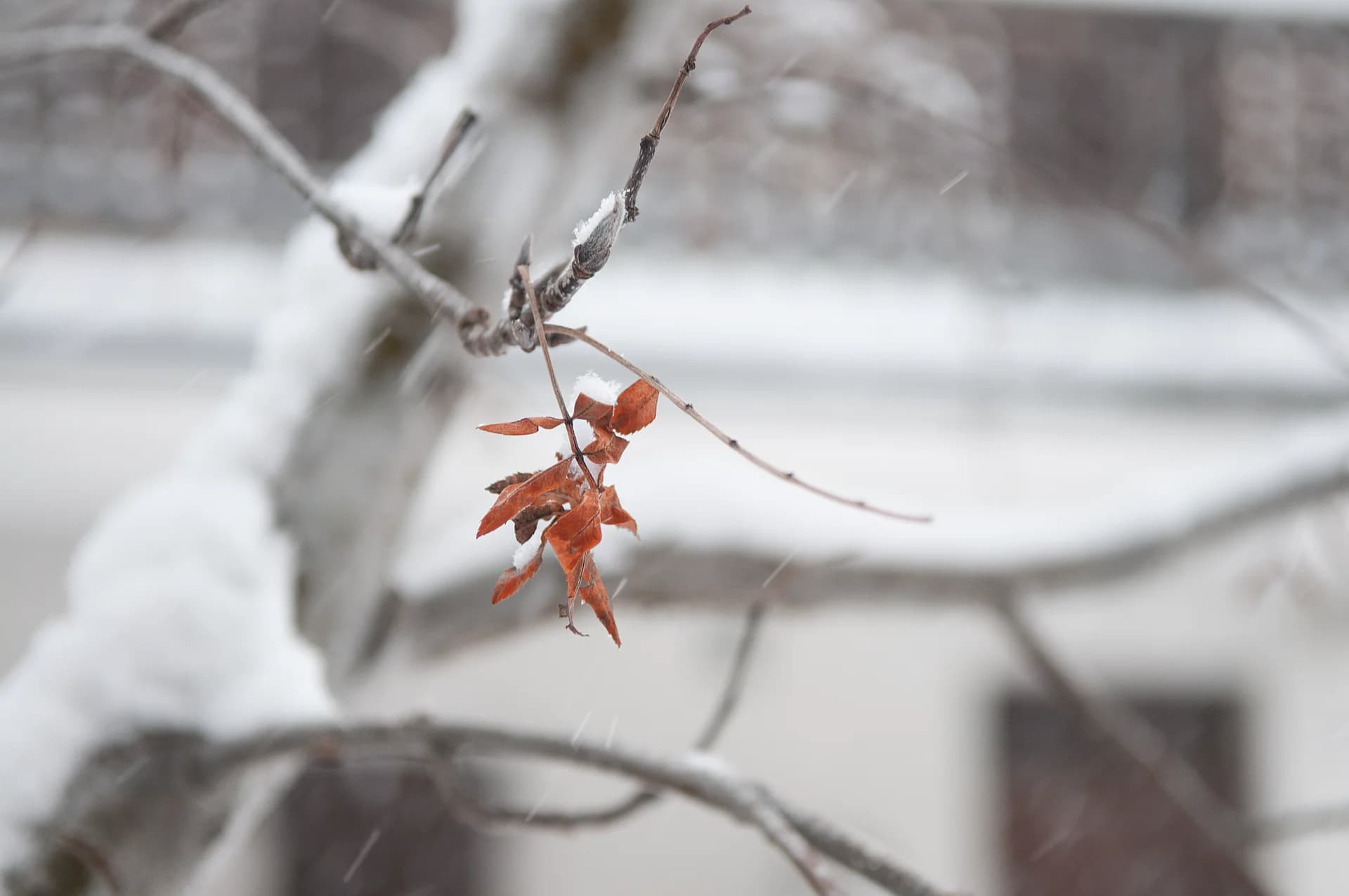 Red leaf in snow
