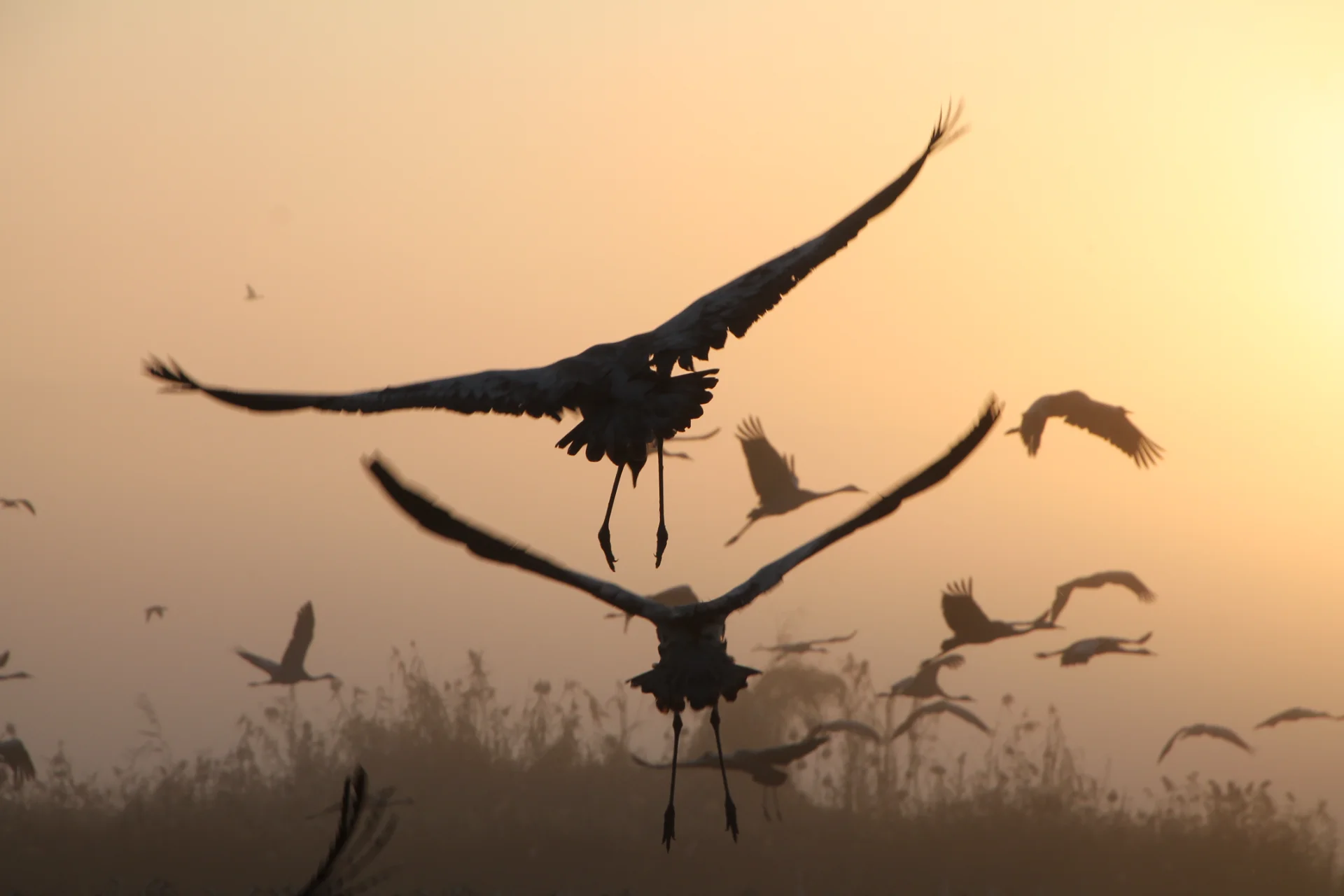 Dawn Flight Chorus