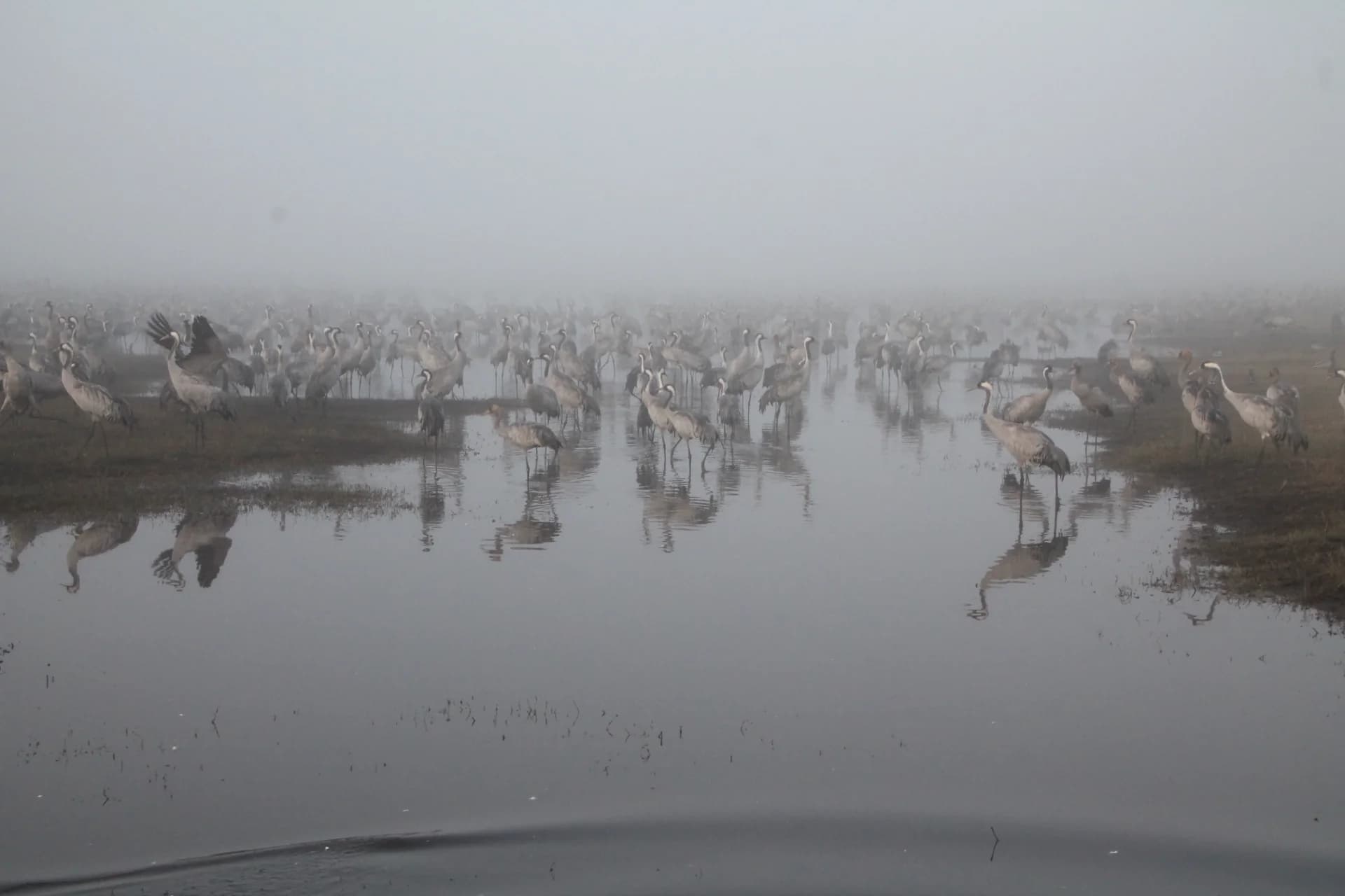 Cranes in the Mist