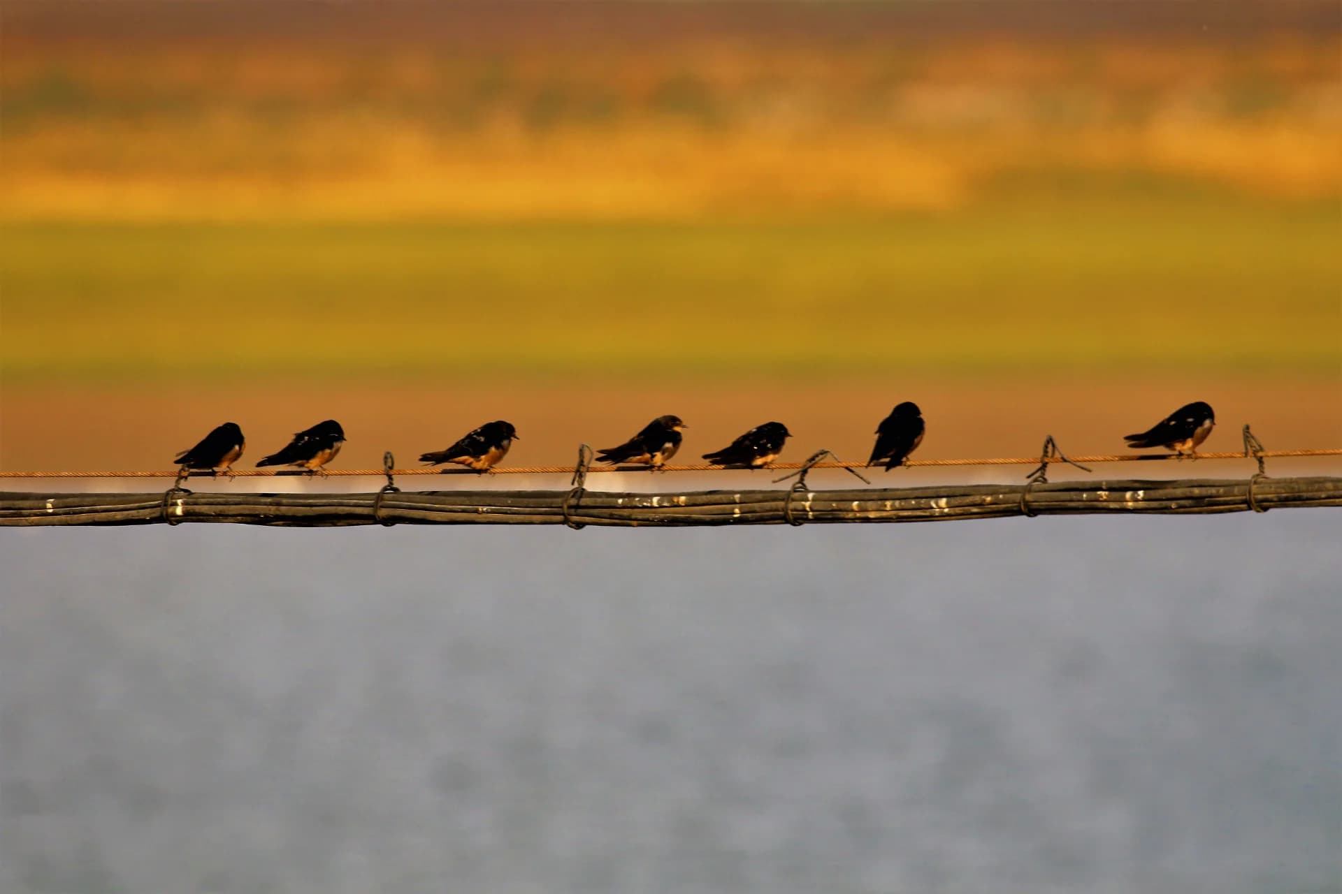 Swallows at Dusk