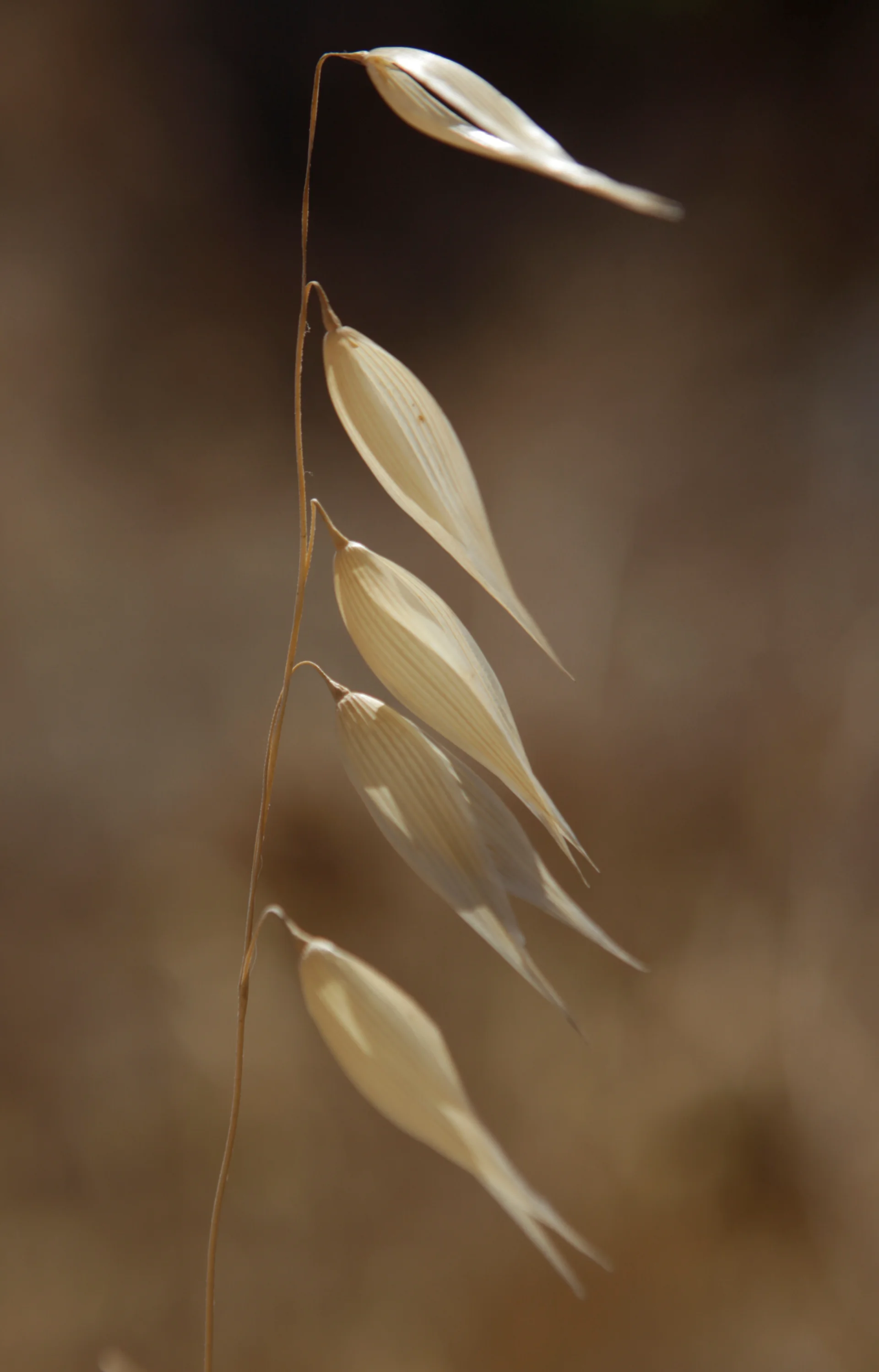 Dried oats