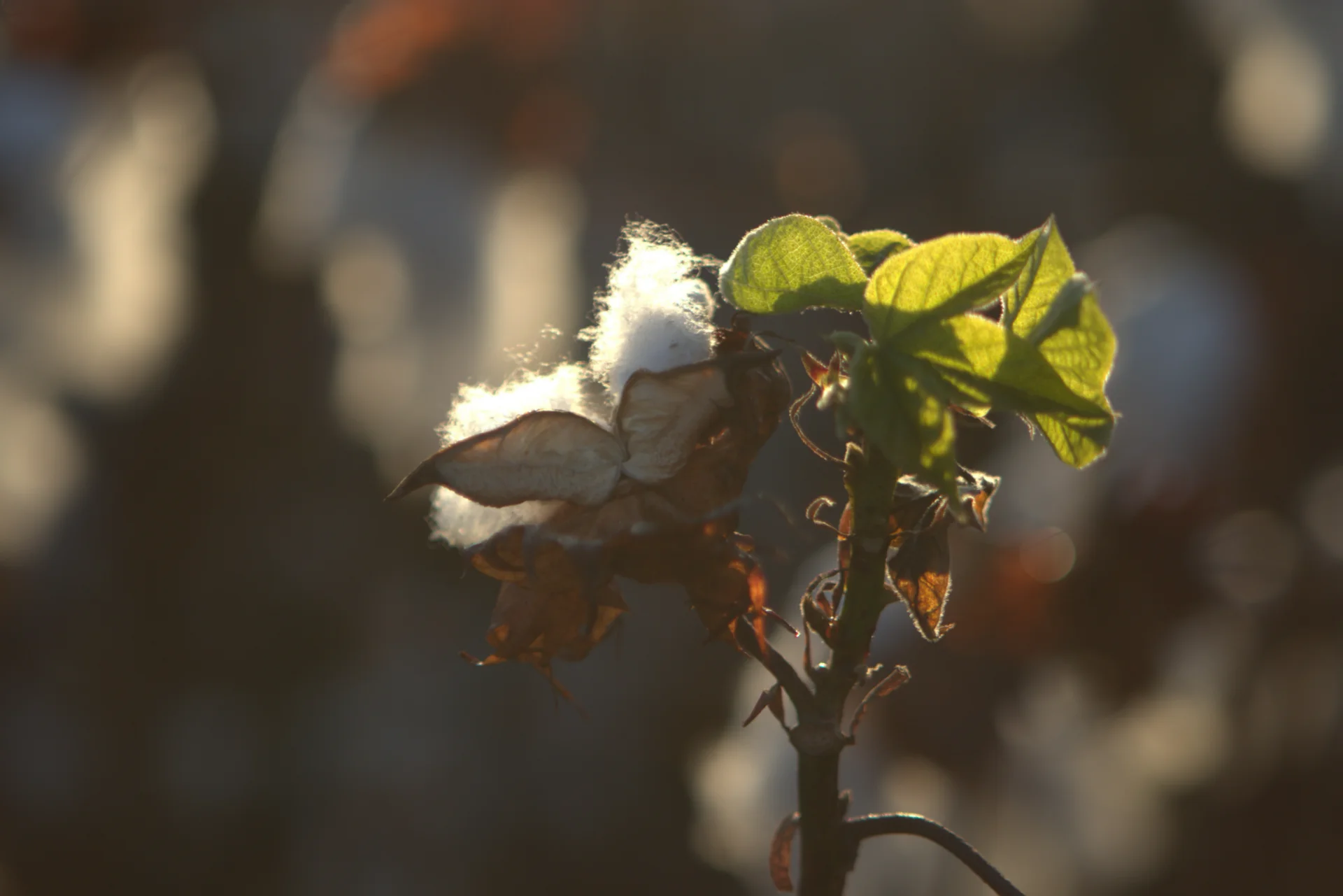 Backlit cotton