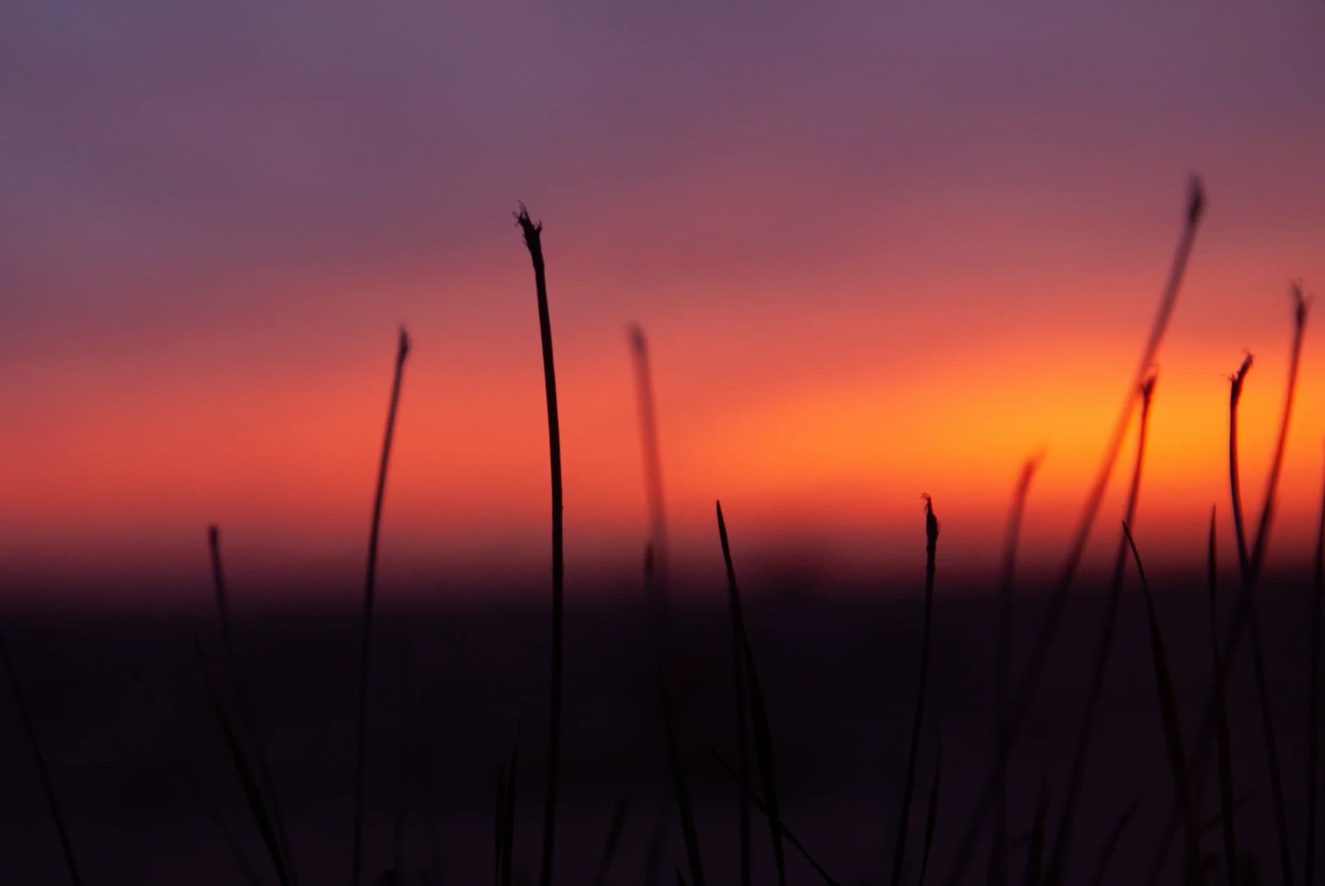 Whisper of the twilight