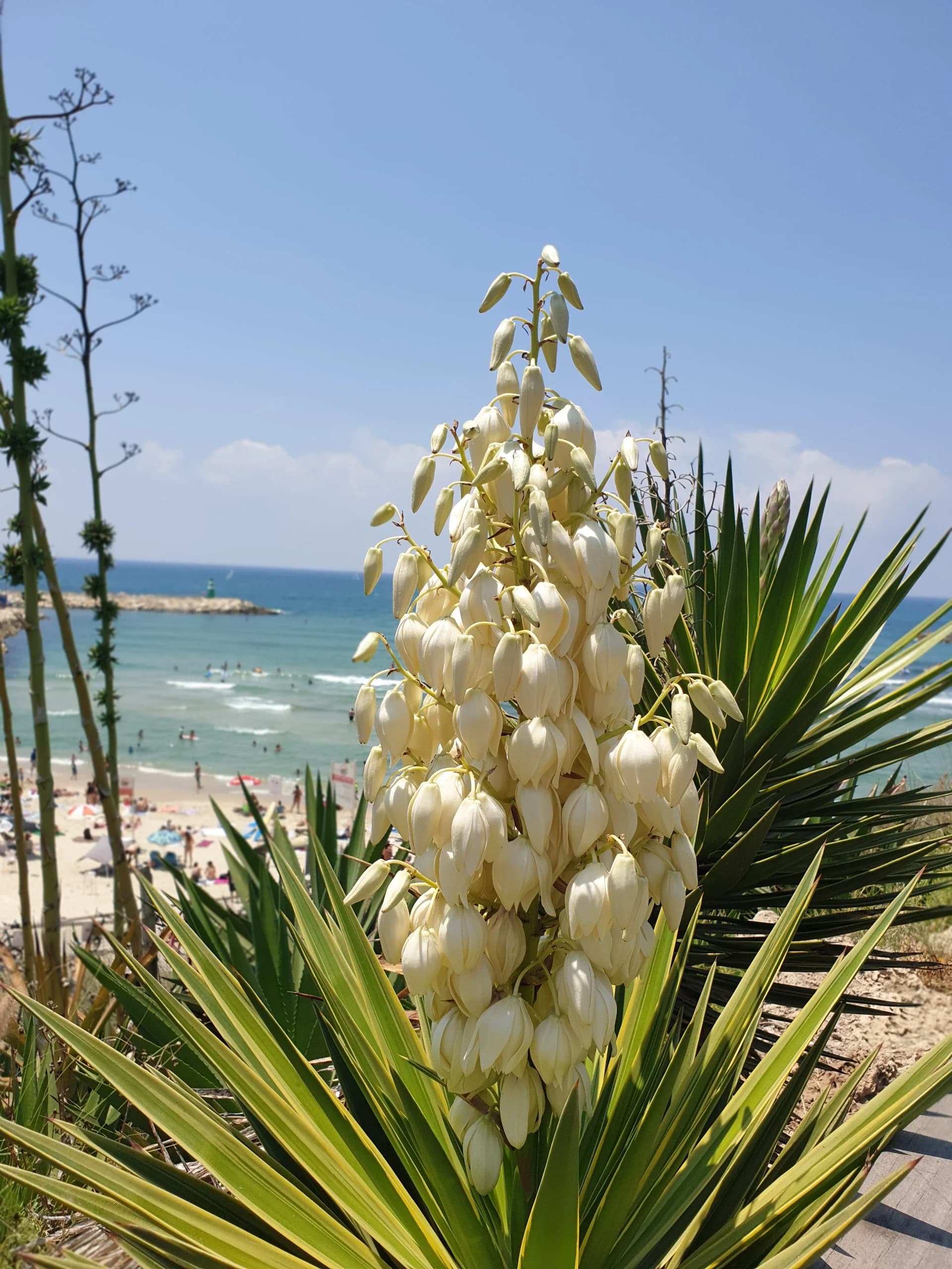 The Midsummer Bloom